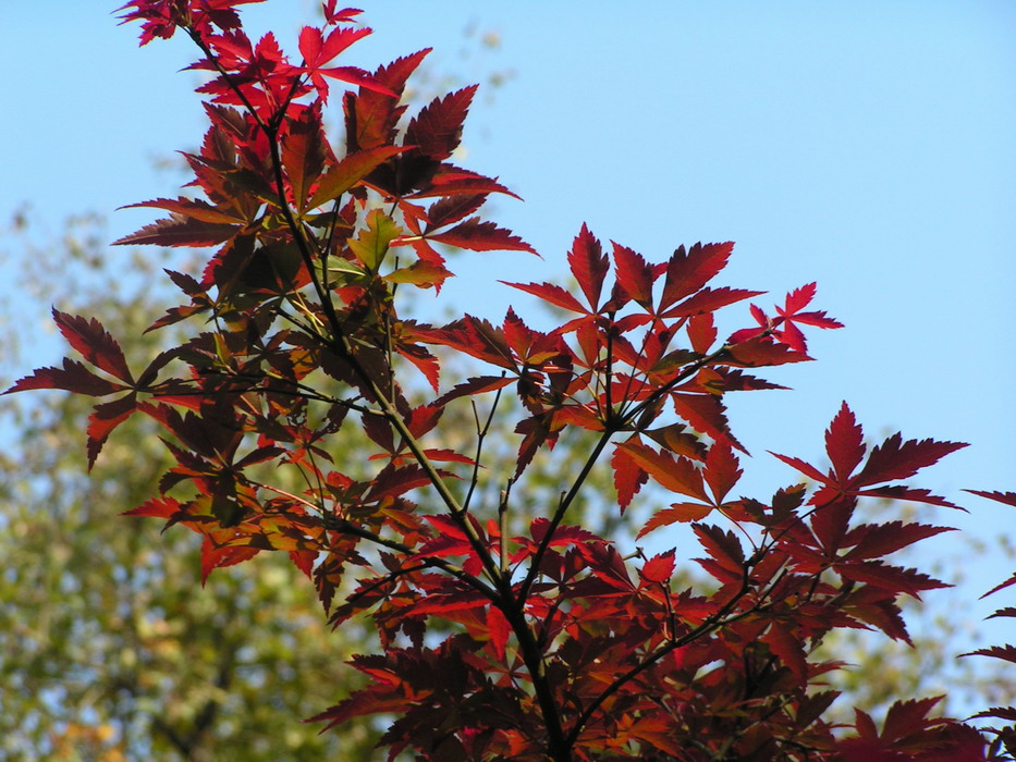 pict0013_С.jpg