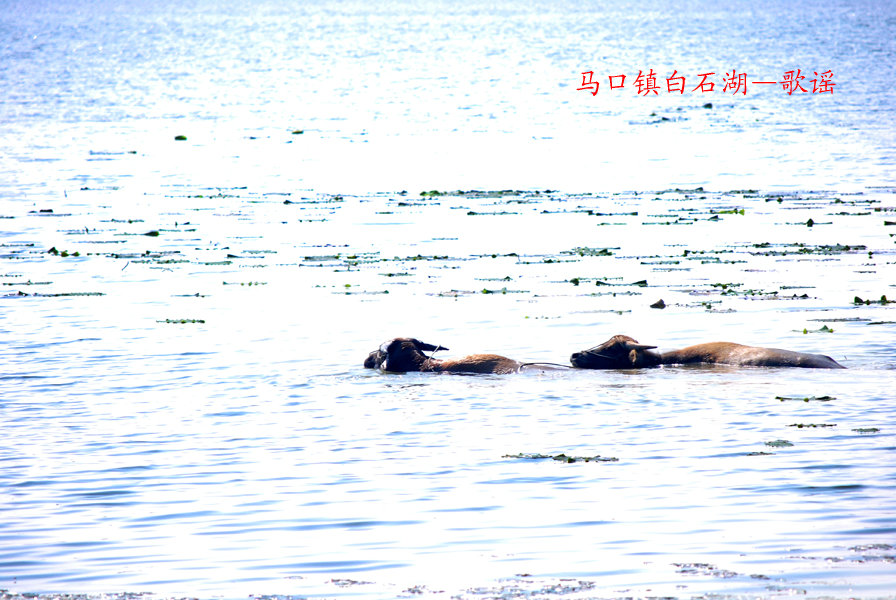 dsc_0072_.jpg