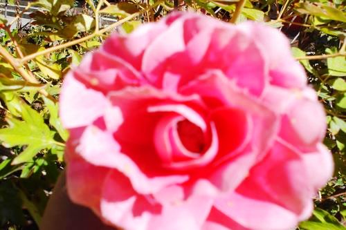 dsc05739.jpg
