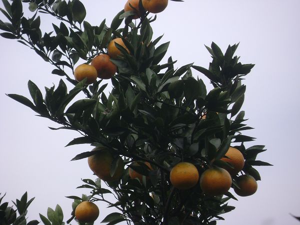 dsc07700-1.jpg