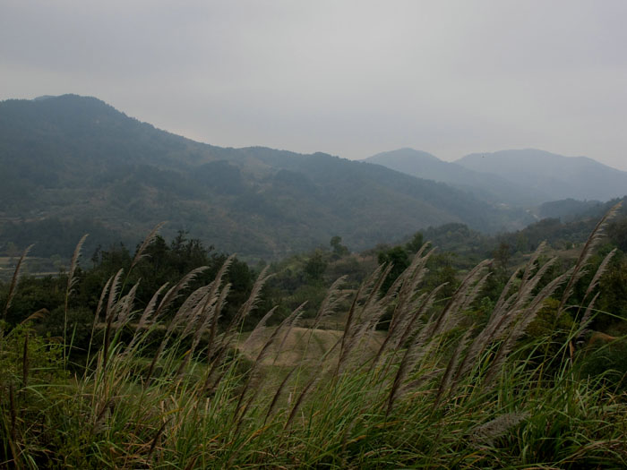 yuen 388.jpg