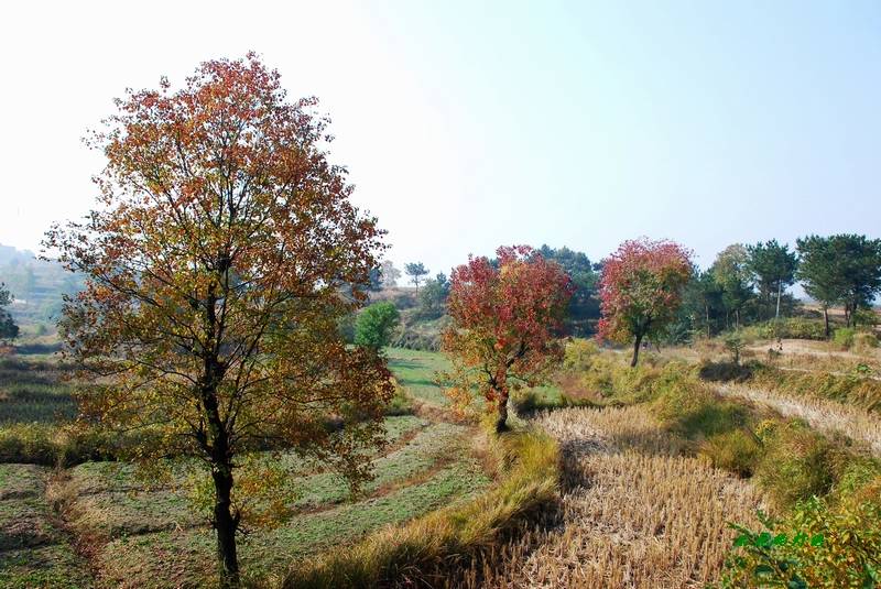 dsc_6386_neo_img.jpg