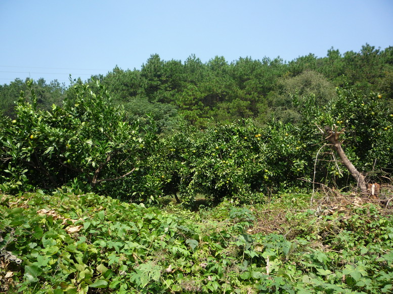 p1020443.jpg