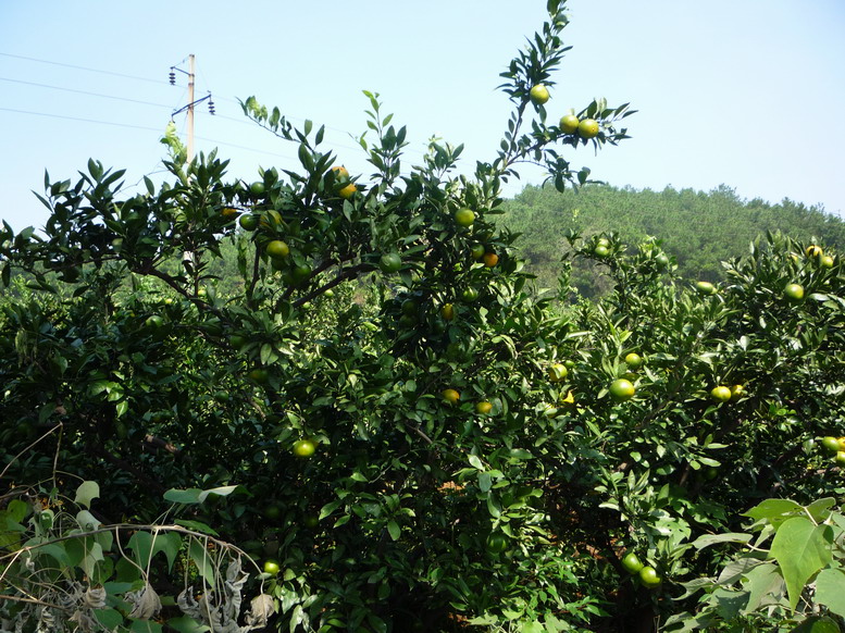 p1020444.jpg