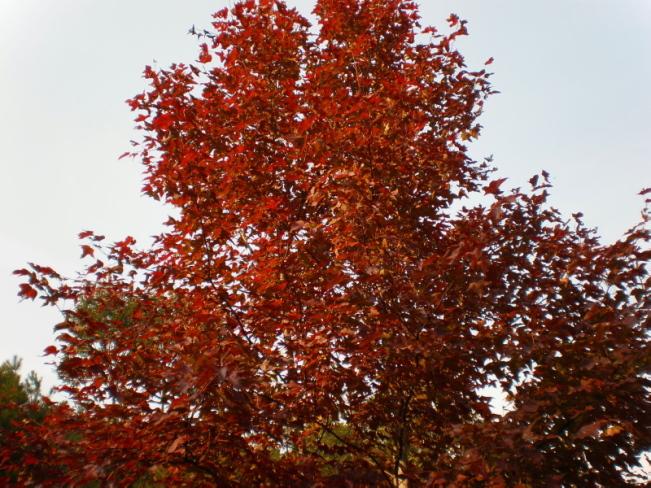 20101031_137.jpg