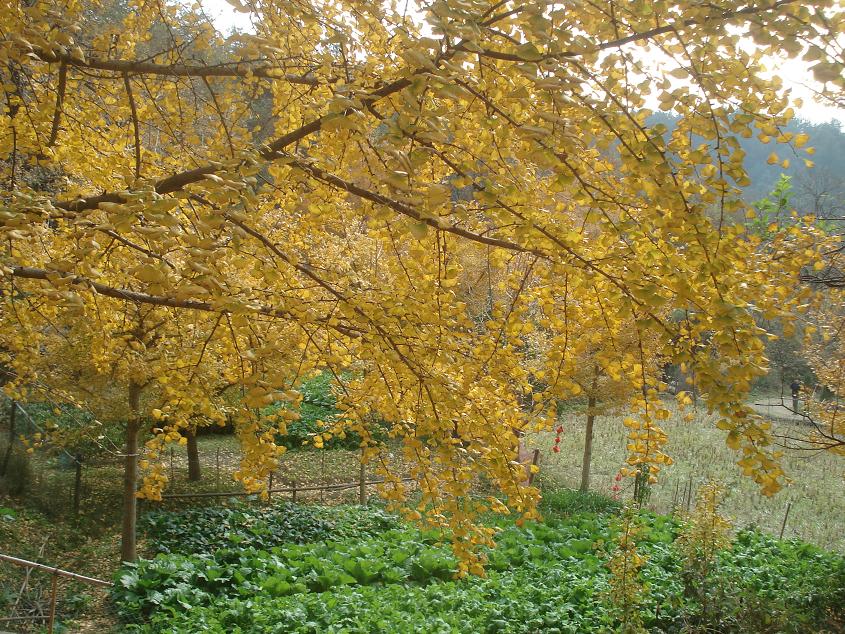 dsc03596.jpg