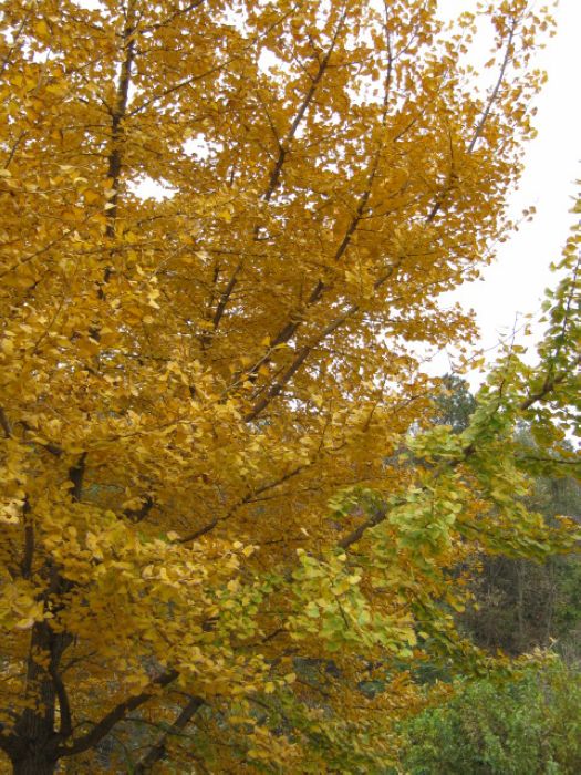 Ǯǧ 012.jpg