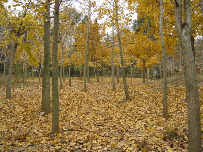 Ǯǧ 019.jpg
