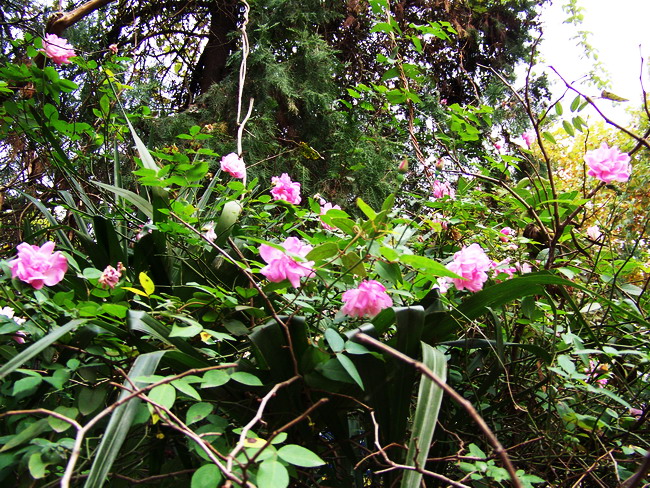 100_5559.jpg