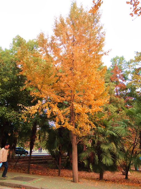 dsc06581.jpg