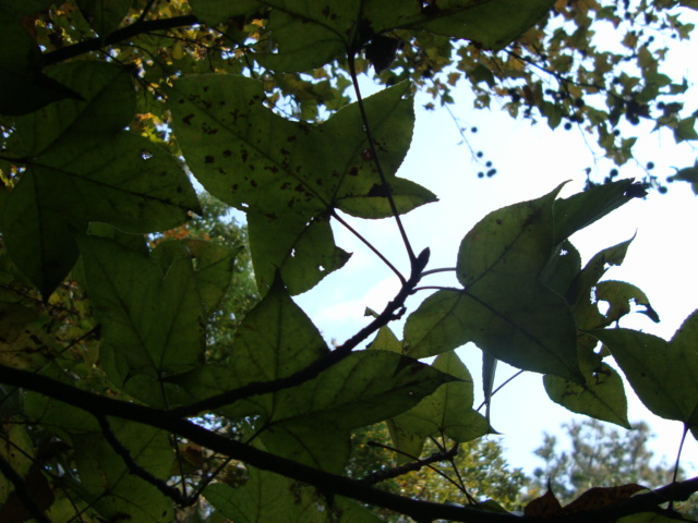 dsc02392.jpg