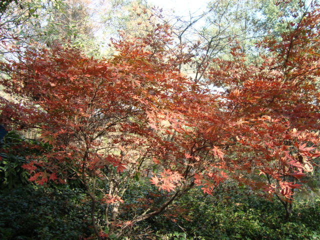 dsc02427.jpg