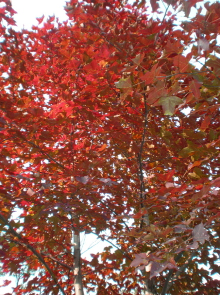 20101031_136.jpg
