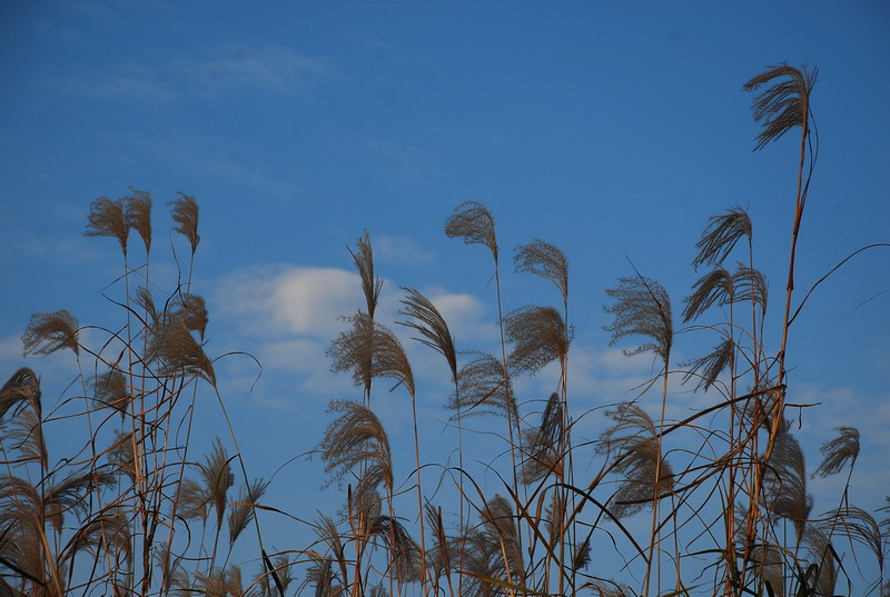 dsc_0059.jpg