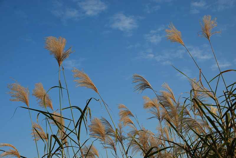 dsc_0075.jpg