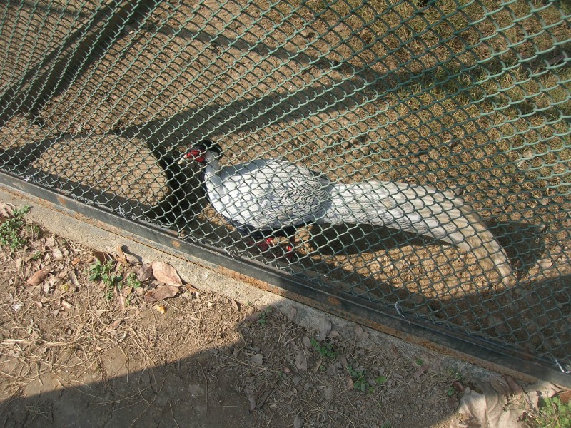 dscn4663.jpg