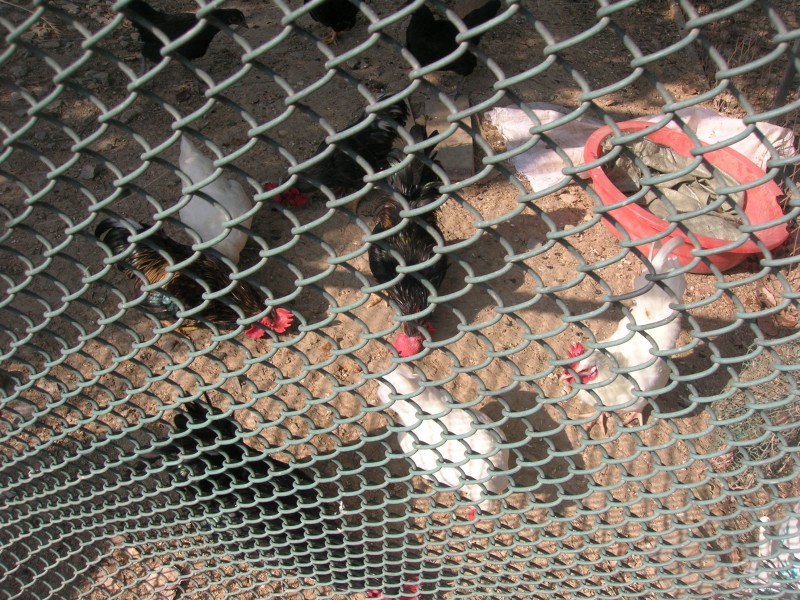 dscn4665.jpg