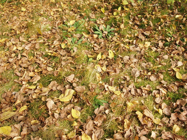 p1010172.jpg
