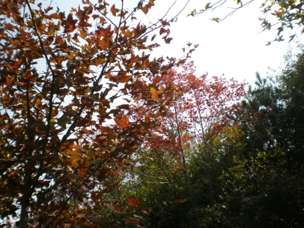 20101031_112.jpg