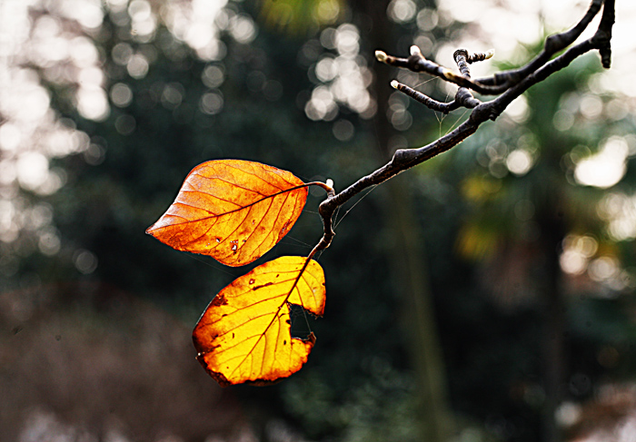 2010112820325628440.jpg