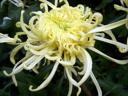 dscn1333.jpg