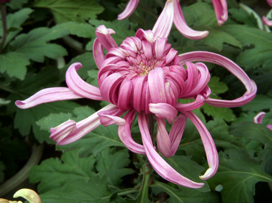 dscn1203.jpg