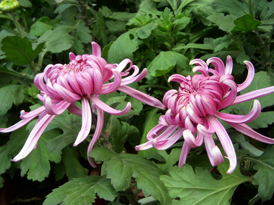 dscn1210.jpg