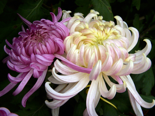 dscn1255.jpg