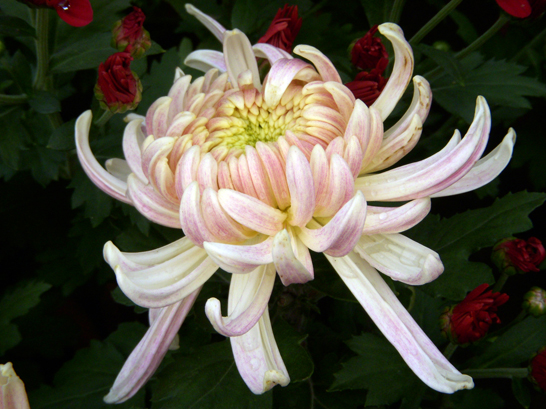 dscn1271.jpg