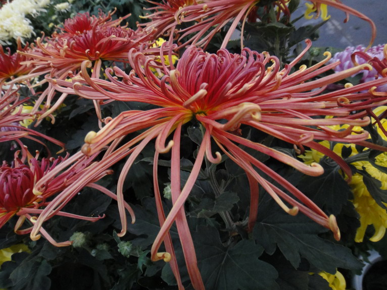 dsc05557.jpg
