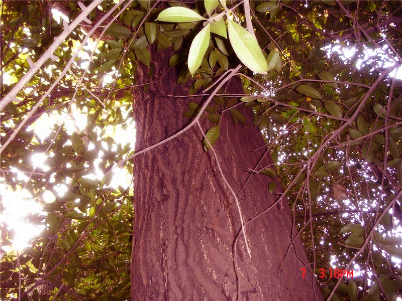 Ƭ 041_.jpg