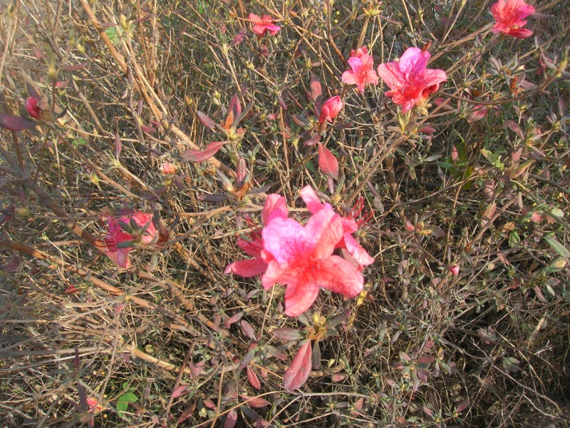 dscn4934.jpg