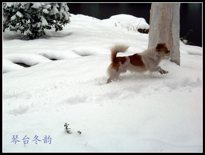 20100106ę԰ֶѩ (32).jpg