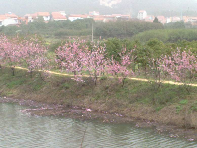 С 20100320399.jpg