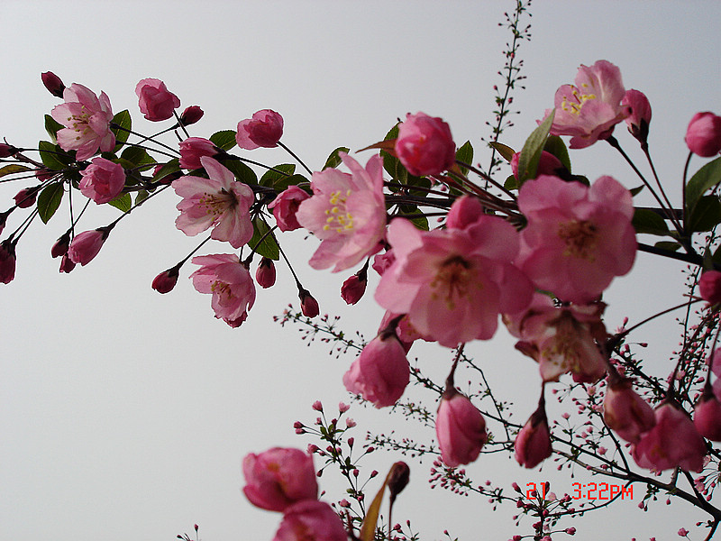 dsc00952x.jpg