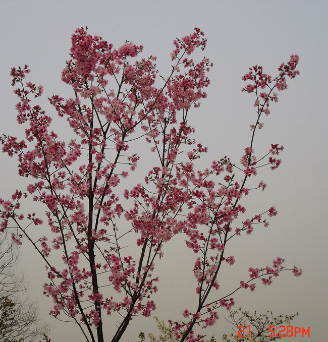 dsc01005x.jpg