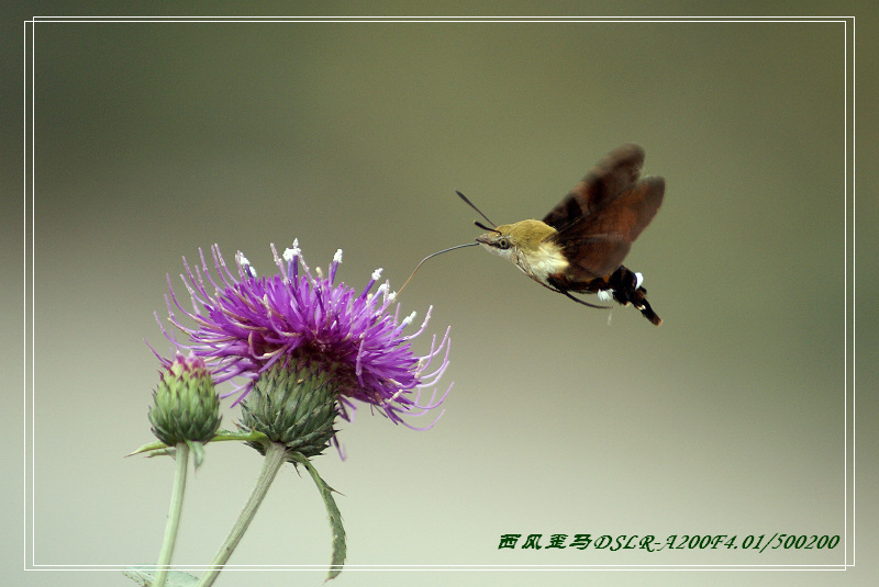 dsc07821.jpg