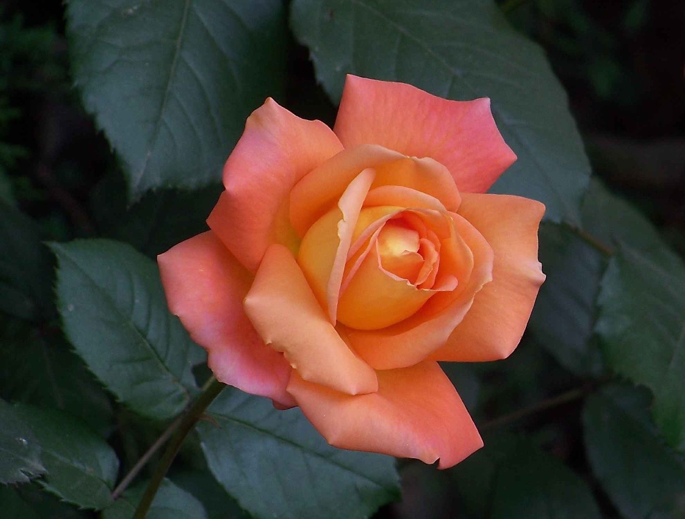 20100430õ (9).jpg