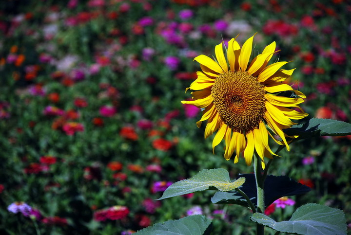 dsc_7833.jpg