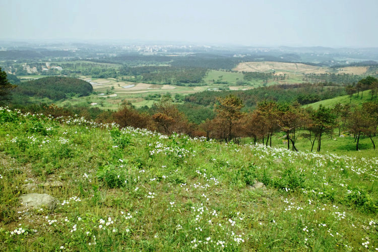 sdim0101.jpg