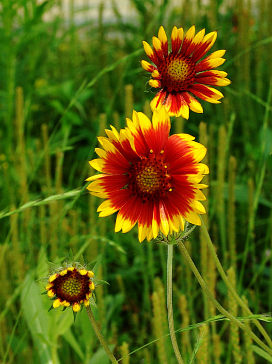 imgp2295.jpg