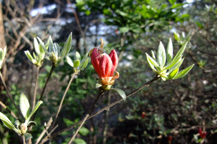 dscf4898.jpg
