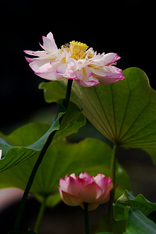 imgp2538.jpg