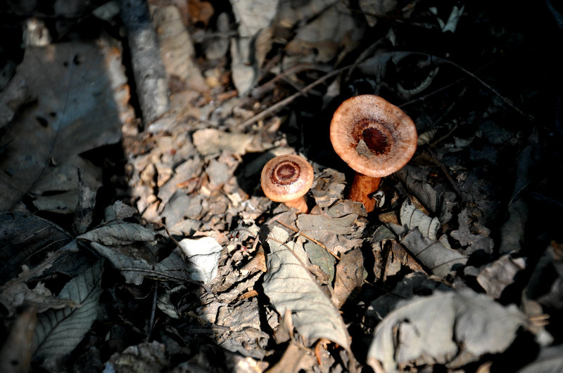 dsc_0078_����.jpg