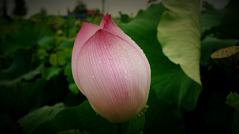 p1020490.jpg