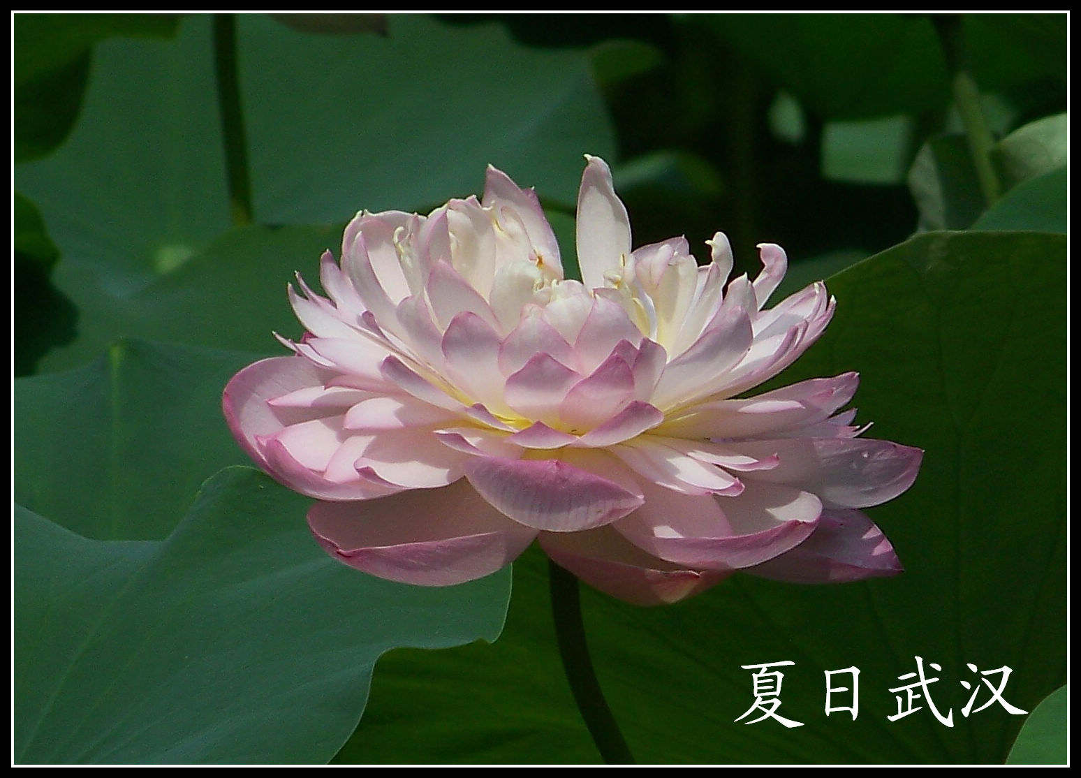 20100703bŹ԰ɻ (21)x.jpg