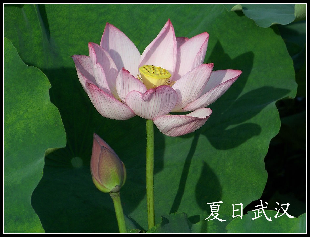 20100701̨Ļgɻ (90)Ӱ.jpg