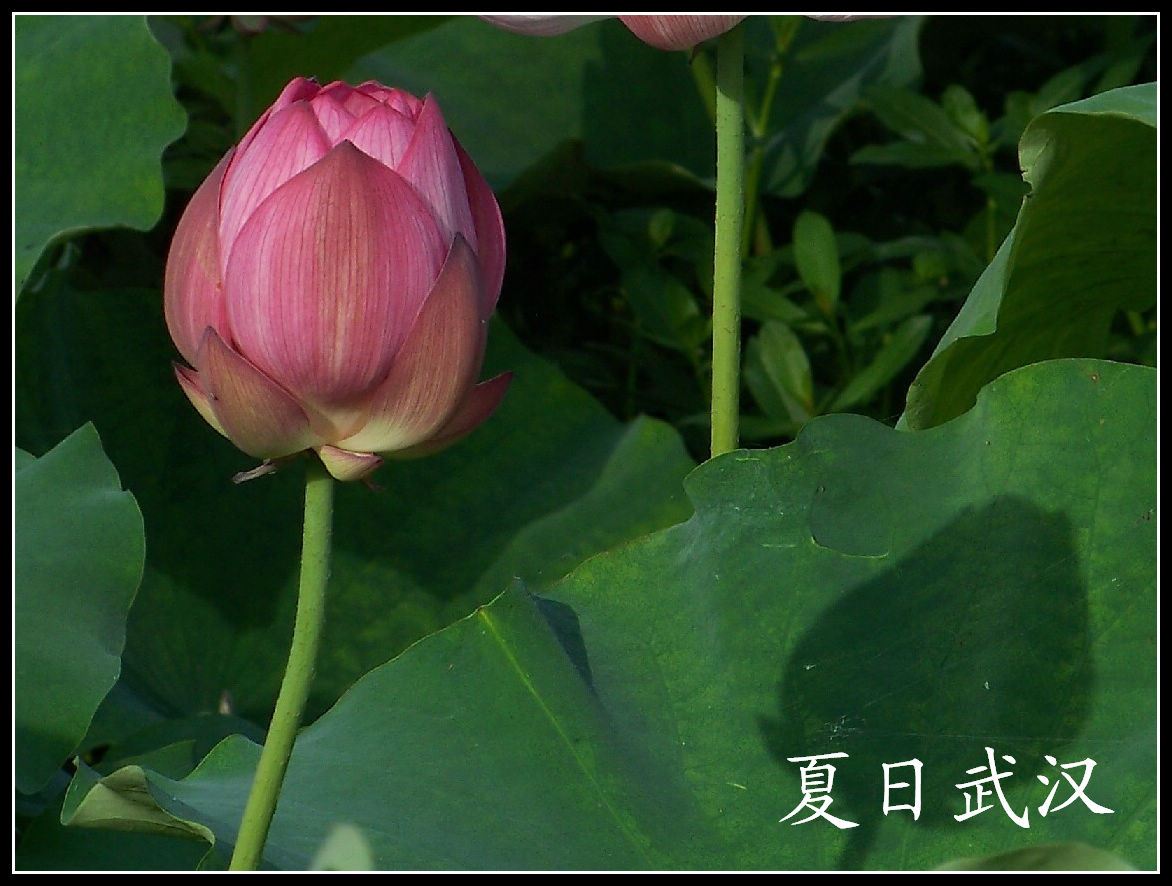 20100701̨Ļgɻ (92)֮Ӱ.jpg