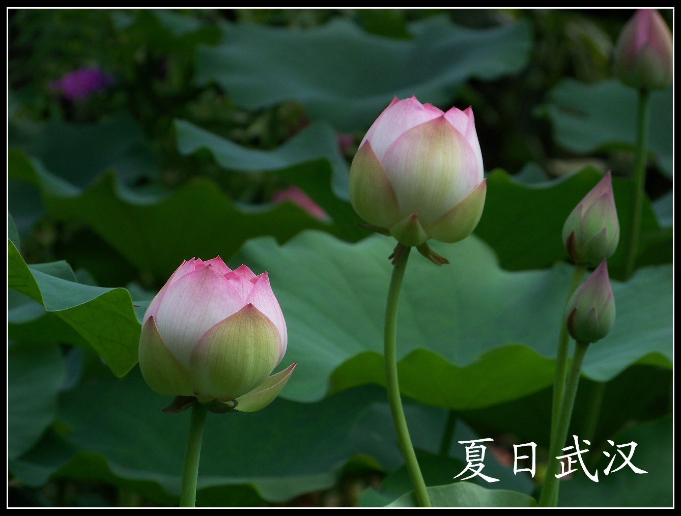 20100703bŹ԰ɻ (11).jpg