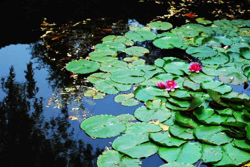 dsc_0046.jpg
